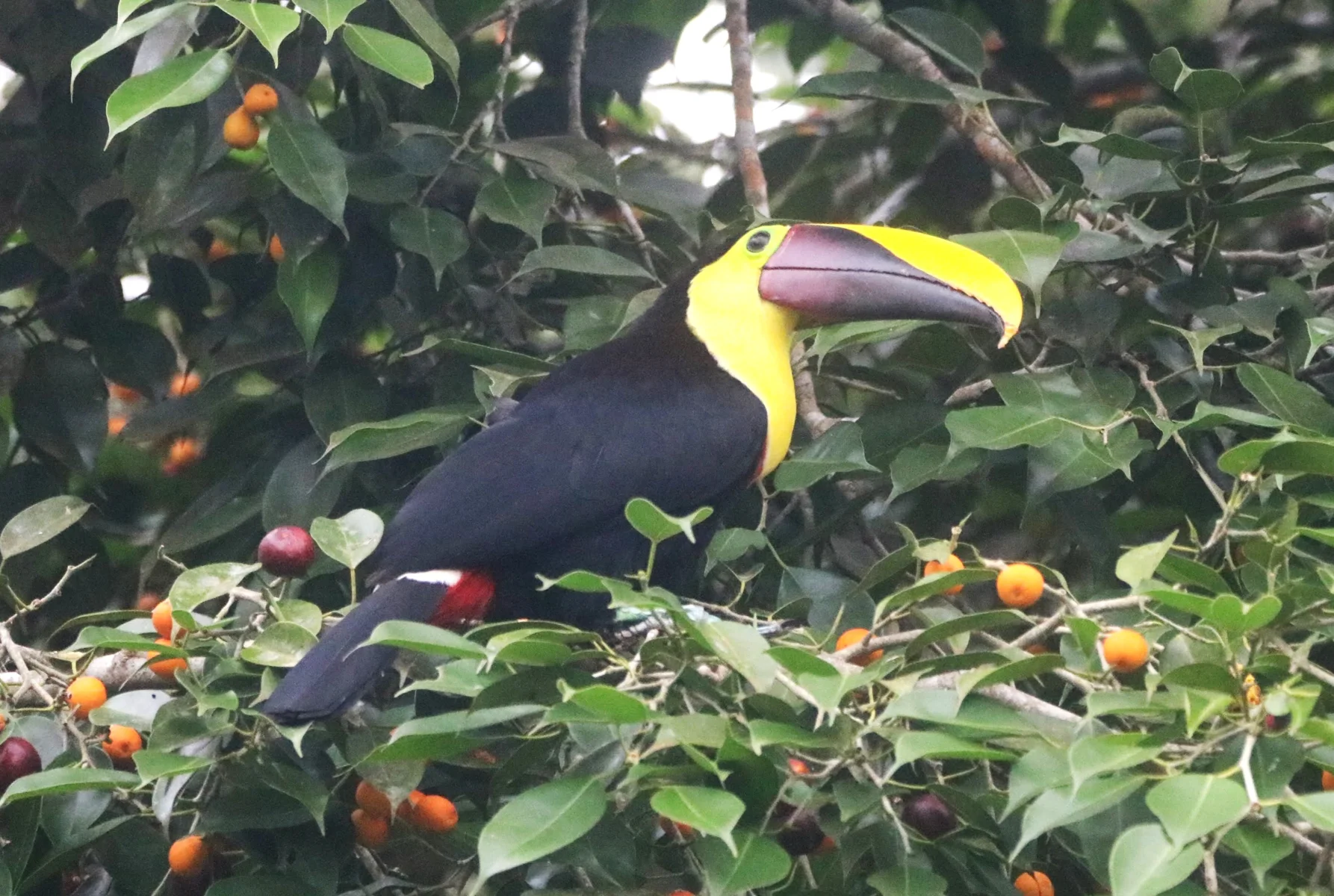 Manuel Antonio